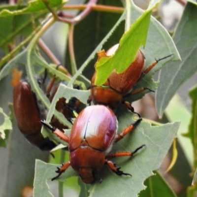 Anoplognathus brunnipennis (Green-tailed Christmas beetle) at Stromlo, ACT - 2 Jan 2021 by HelenCross