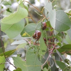 Anoplognathus brunnipennis at suppressed - 2 Jan 2021