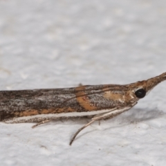 Etiella behrii (Lucerne Seed Web Moth) at Melba, ACT - 16 Dec 2020 by kasiaaus