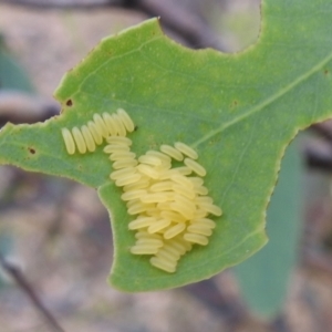 Paropsisterna cloelia at Lions Youth Haven - Westwood Farm A.C.T. - 2 Jan 2021