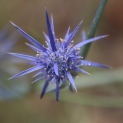 Eryngium ovinum (Blue Devil) at Red Hill to Yarralumla Creek - 1 Jan 2021 by LisaH