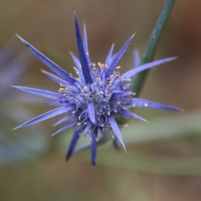 Eryngium ovinum (Blue Devil) at Hughes Grassy Woodland - 1 Jan 2021 by LisaH
