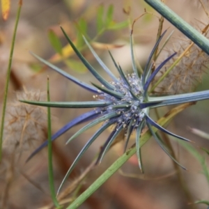 Eryngium ovinum at Deakin, ACT - 1 Jan 2021 01:42 PM