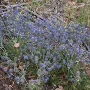 Eryngium ovinum at Deakin, ACT - 1 Jan 2021 01:42 PM