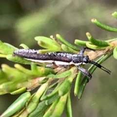 Rhinotia sp. (genus) (Unidentified Rhinotia weevil) at Murrumbateman, NSW - 2 Jan 2021 by SimoneC