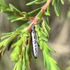 Rhinotia sp. (genus) at Murrumbateman, NSW - 2 Jan 2021