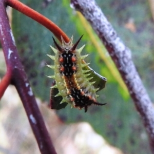 Doratifera quadriguttata and casta at Stromlo, ACT - 2 Jan 2021