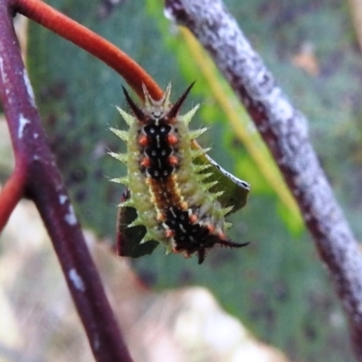 Doratifera quadriguttata and casta (Four-spotted Cup Moth) at Lions Youth Haven - Westwood Farm A.C.T. - 2 Jan 2021 by HelenCross