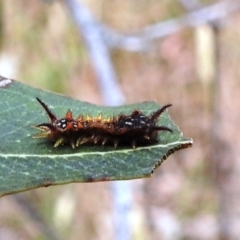 Doratifera quadriguttata and casta at Stromlo, ACT - 2 Jan 2021