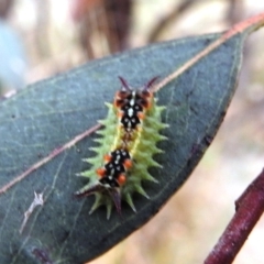 Doratifera quadriguttata and casta at Stromlo, ACT - 2 Jan 2021