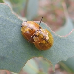 Paropsisterna cloelia (Eucalyptus variegated beetle) at Stromlo, ACT - 2 Jan 2021 by HelenCross