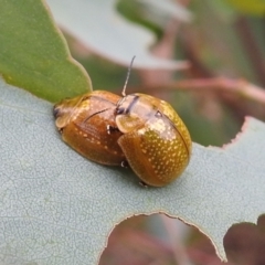 Paropsisterna cloelia at Stromlo, ACT - 2 Jan 2021