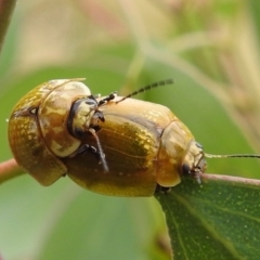 Paropsisterna cloelia at Stromlo, ACT - suppressed