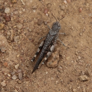 Pycnostictus seriatus at Hughes, ACT - 1 Jan 2021 11:52 AM