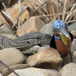 Varanus rosenbergi at Michelago, NSW - 18 Jan 2020