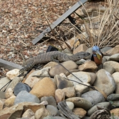 Varanus rosenbergi at Michelago, NSW - 18 Jan 2020