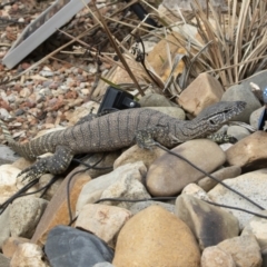 Varanus rosenbergi at Michelago, NSW - suppressed