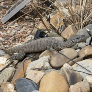 Varanus rosenbergi at Michelago, NSW - 18 Jan 2020