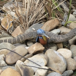 Varanus rosenbergi at Michelago, NSW - 18 Jan 2020