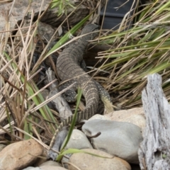 Varanus rosenbergi at Michelago, NSW - suppressed