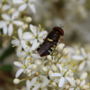 Odontomyia hunteri at Hughes, ACT - 1 Jan 2021