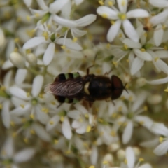 Odontomyia hunteri at Hughes, ACT - 1 Jan 2021