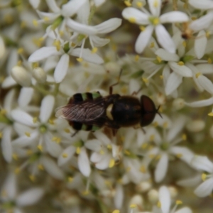 Odontomyia hunteri at Hughes, ACT - 1 Jan 2021