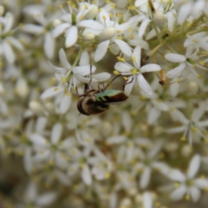 Odontomyia hunteri at Hughes, ACT - 1 Jan 2021