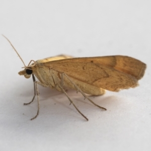 Anachloris subochraria at Higgins, ACT - 1 Jan 2021 06:10 PM