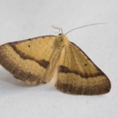 Anachloris subochraria at Higgins, ACT - 1 Jan 2021 06:10 PM