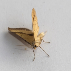 Anachloris subochraria at Higgins, ACT - 1 Jan 2021 06:10 PM