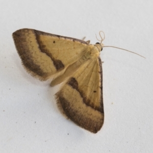 Anachloris subochraria at Higgins, ACT - 1 Jan 2021 06:10 PM