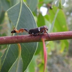 Eurymela fenestrata (Gum tree leafhopper) at Stromlo, ACT - 2 Jan 2021 by HelenCross