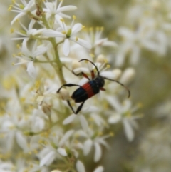 Obrida fascialis (One banded longicorn) at Hughes, ACT - 1 Jan 2021 by LisaH