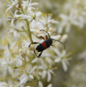 Obrida fascialis at Hughes, ACT - 1 Jan 2021 01:05 PM