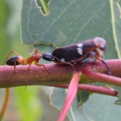Camponotus consobrinus (Banded sugar ant) at Stromlo, ACT - 2 Jan 2021 by HelenCross