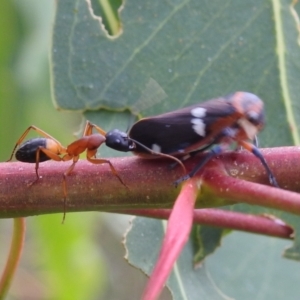 Camponotus consobrinus at Stromlo, ACT - 2 Jan 2021