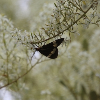 Nyctemera amicus (Senecio Moth, Magpie Moth, Cineraria Moth) at Red Hill Nature Reserve - 1 Jan 2021 by LisaH