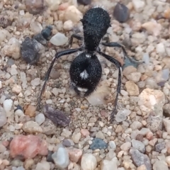 Bothriomutilla rugicollis (Mutillid wasp or velvet ant) at Point Hut to Tharwa - 2 Jan 2021 by michaelb