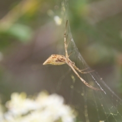 Argiope protensa (Long-tailed Argiope) at Hughes, ACT - 1 Jan 2021 by LisaH