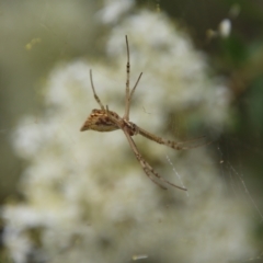 Argiope protensa at Hughes, ACT - 1 Jan 2021