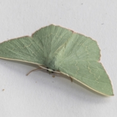 Prasinocyma semicrocea (Common Gum Emerald moth) at Higgins, ACT - 1 Jan 2021 by AlisonMilton