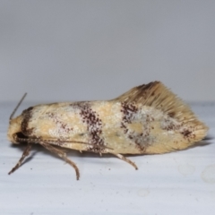 Psaroxantha undescribed species (A concealer moth (Wingia group)) at Melba, ACT - 16 Dec 2020 by kasiaaus