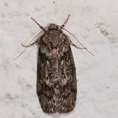 Philobota philostaura (A Concealer moth (Philobota group)) at Melba, ACT - 16 Dec 2020 by kasiaaus