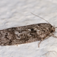 Philobota philostaura at Melba, ACT - 16 Dec 2020