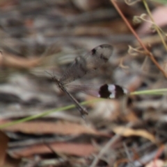 Glenoleon sp. (genus) (Antlion lacewing) at Red Hill to Yarralumla Creek - 1 Jan 2021 by LisaH