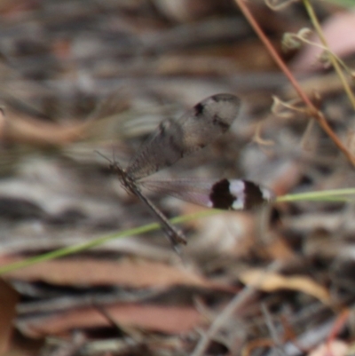 Glenoleon sp. (genus) (Antlion lacewing) at Red Hill to Yarralumla Creek - 1 Jan 2021 by LisaH