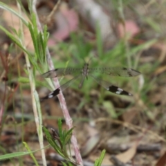 Glenoleon sp. (genus) at Hughes, ACT - 1 Jan 2021 01:38 PM