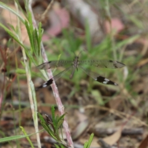 Glenoleon sp. (genus) at Hughes, ACT - 1 Jan 2021 01:38 PM