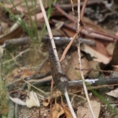 Glenoleon sp. (genus) at Hughes, ACT - 1 Jan 2021 01:38 PM